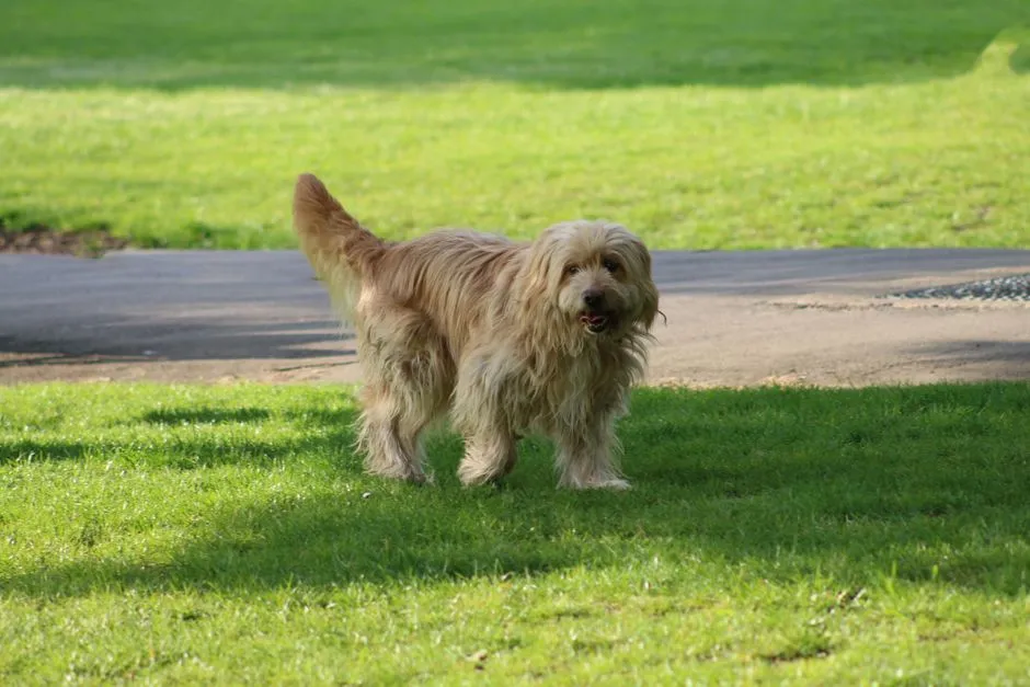#8 - Otterhound (Image Credits: Pexels)