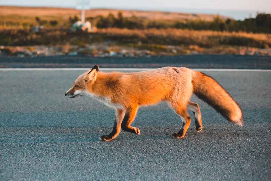 Do Foxes Use Earth’s Magnetic Field Like a Built‑In Rangefinder? (Image Credits: Unsplash)