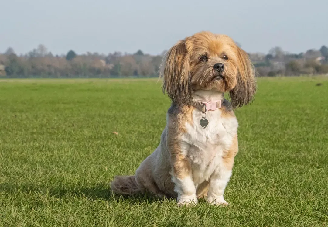 #11. Lhasa Apso (Image Credits: Unsplash)
