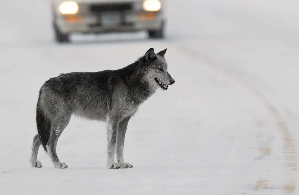 3. Shana: The Half-Wolf Dog Who Tunneled Through a Blizzard to Save Two Elderly Owners (Image Credits: Flickr)