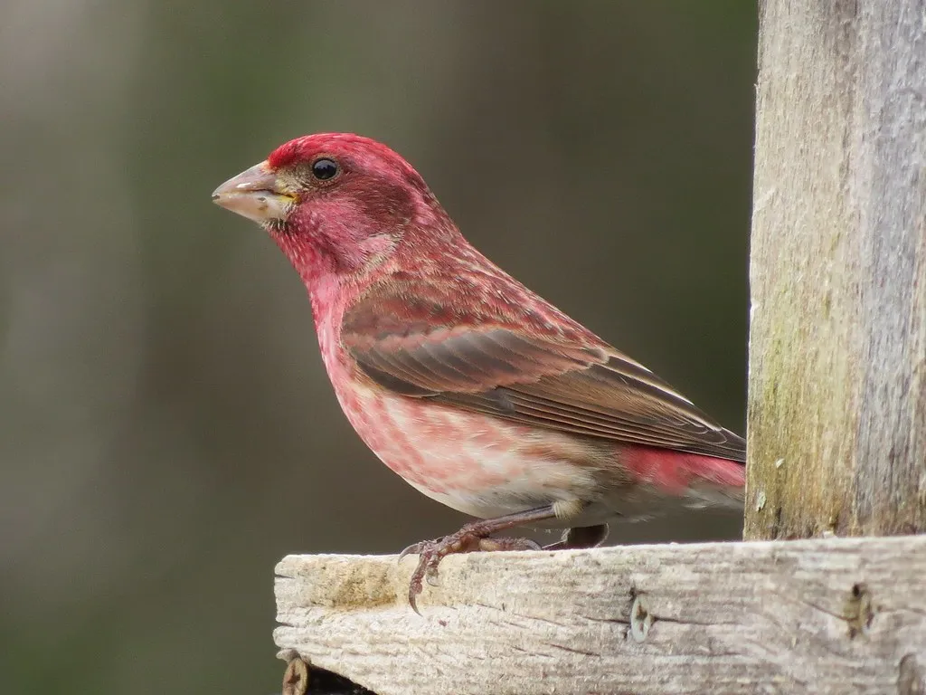 #6 - Purple Finch: The Raspberry-Colored Visitor Getting Crowded Out (Fyn Kynd, Flickr, CC BY 2.0)