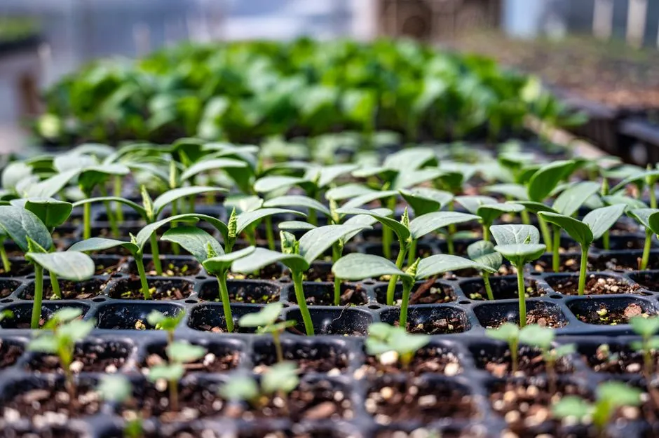 #4 - Starting From Seed Indoors Without Realizing the Commitment (Image Credits: Pexels)