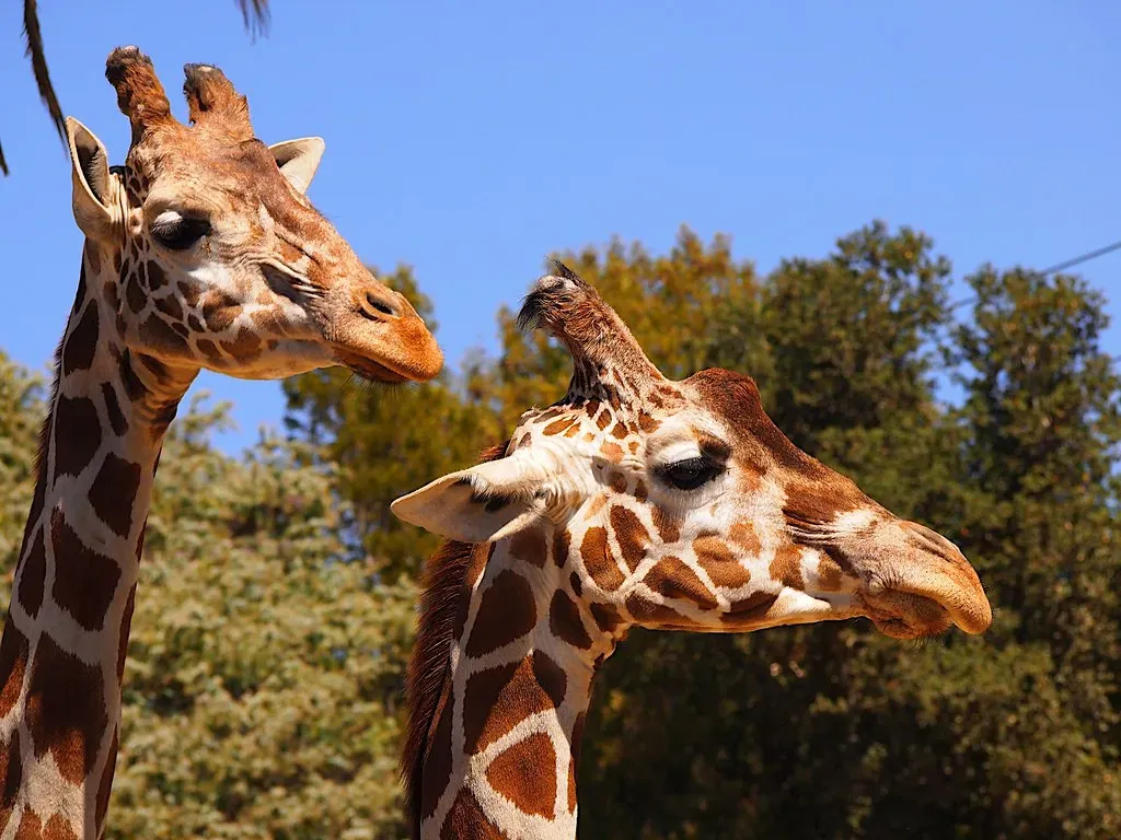 Oakland Zoo, California (Image Credits: Flickr)
