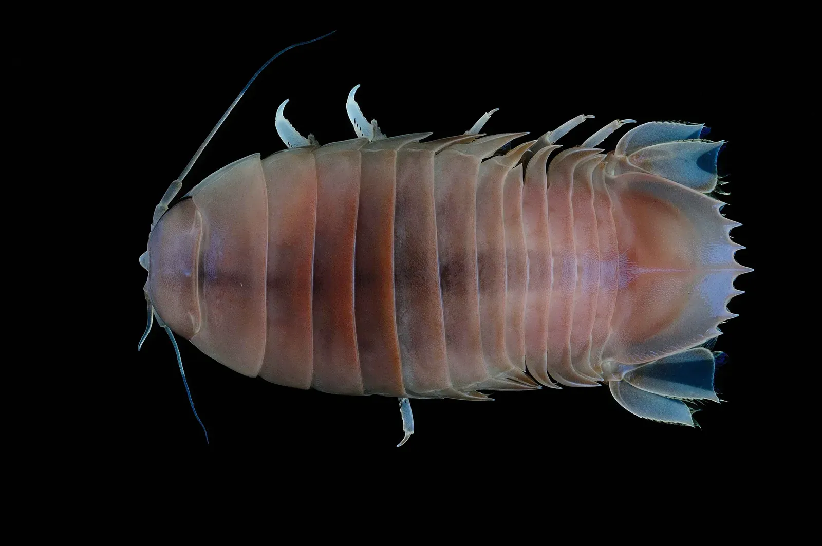Giant Isopods: Deep-Sea Scavengers That Defy Starvation (Image Credits: Wikimedia)