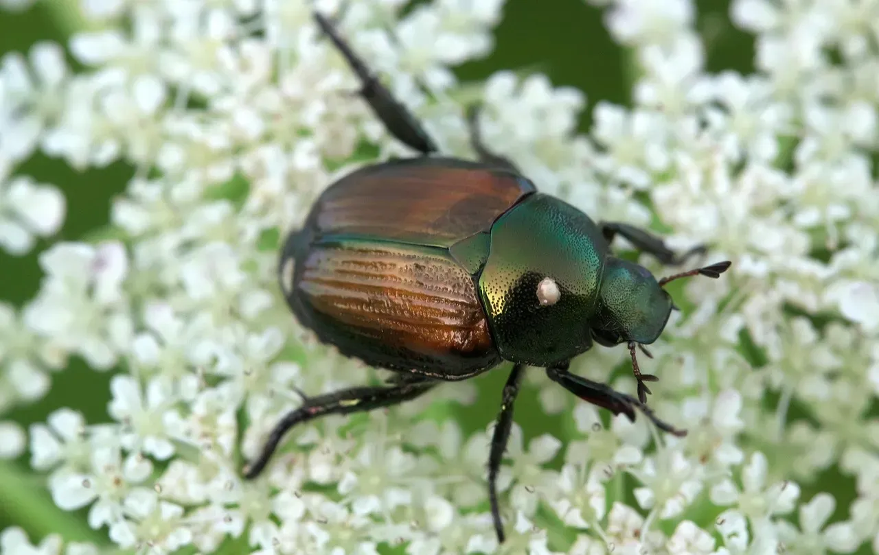 4. Japanese Beetles: The Garden Destroyers in Disguise (Image Credits: Pixabay)