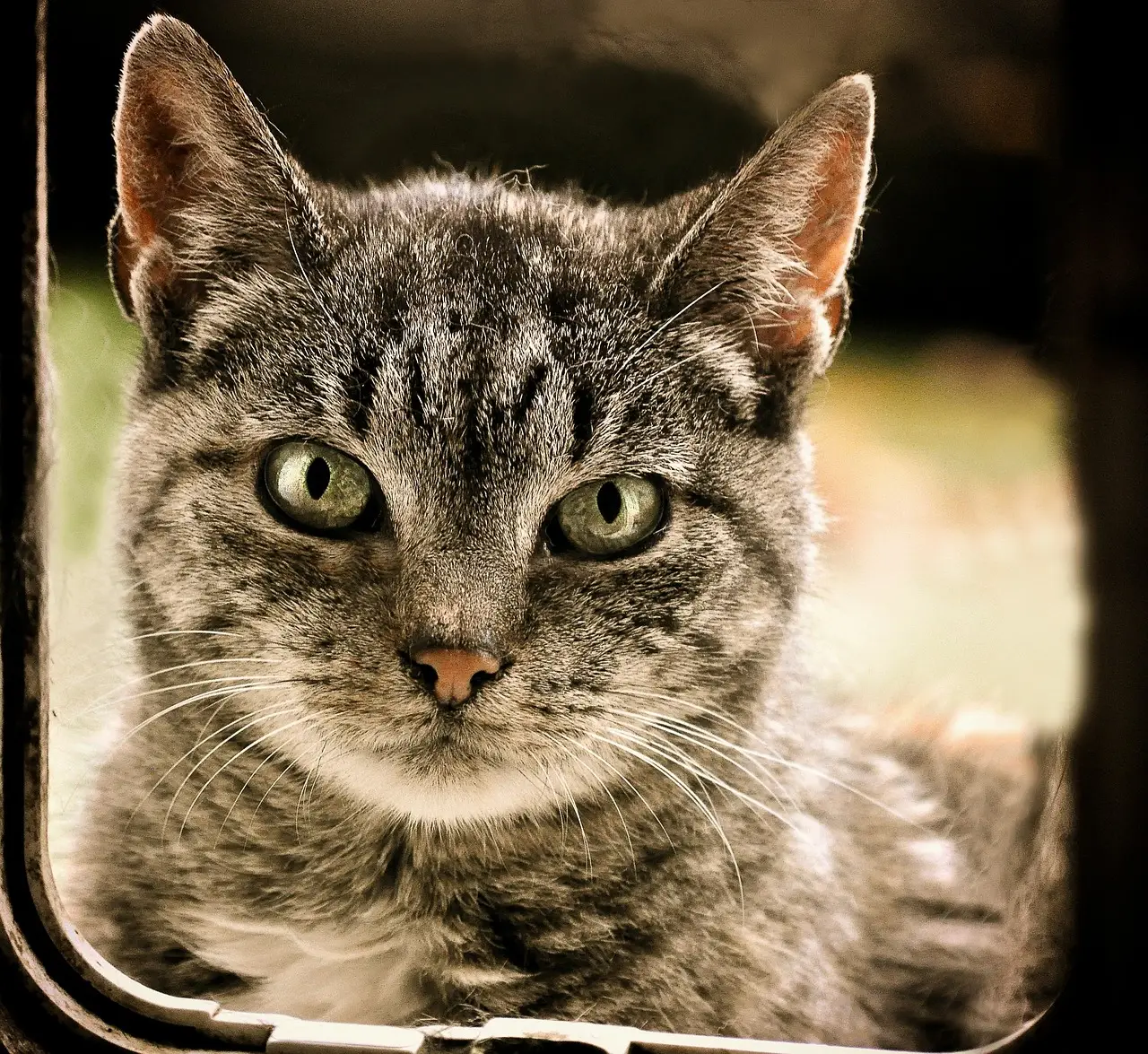#7 - Shy Former Outdoor Cats: Written Off After a 30-Second First Impression (Image Credits: Pixabay)