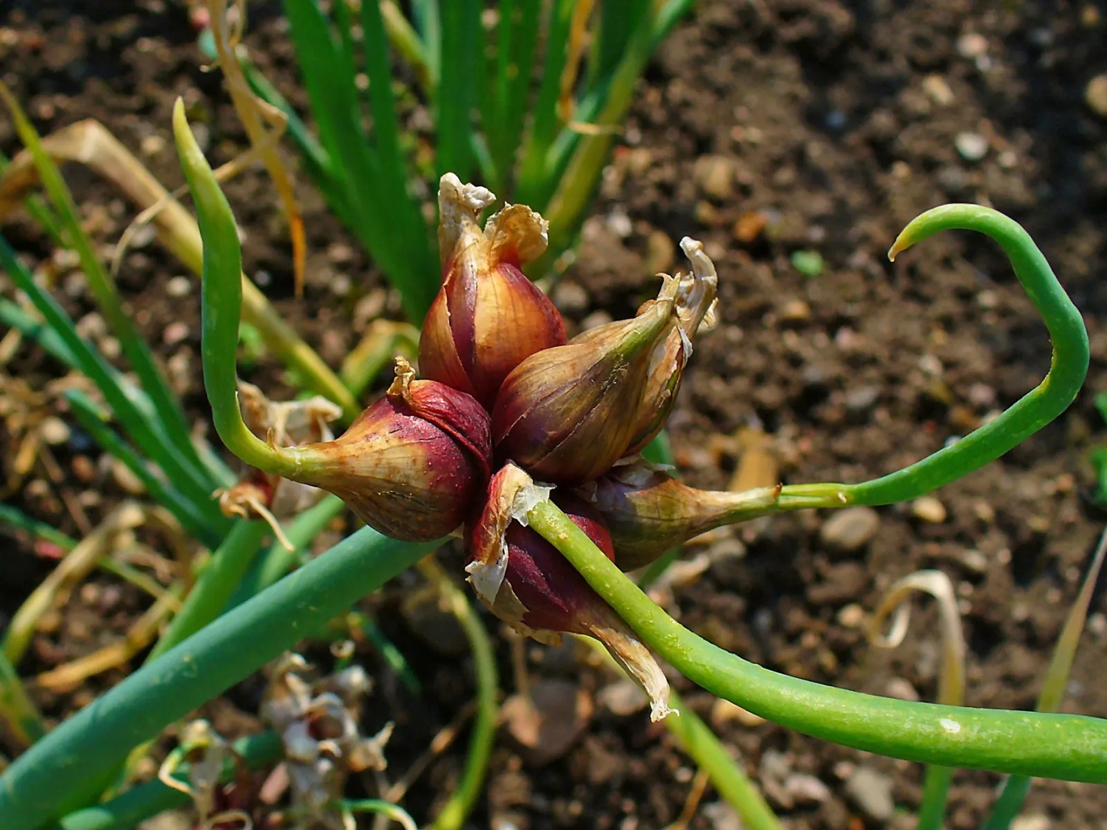 #8 - Egyptian Walking Onions (By H. Zell, CC BY 3.0)