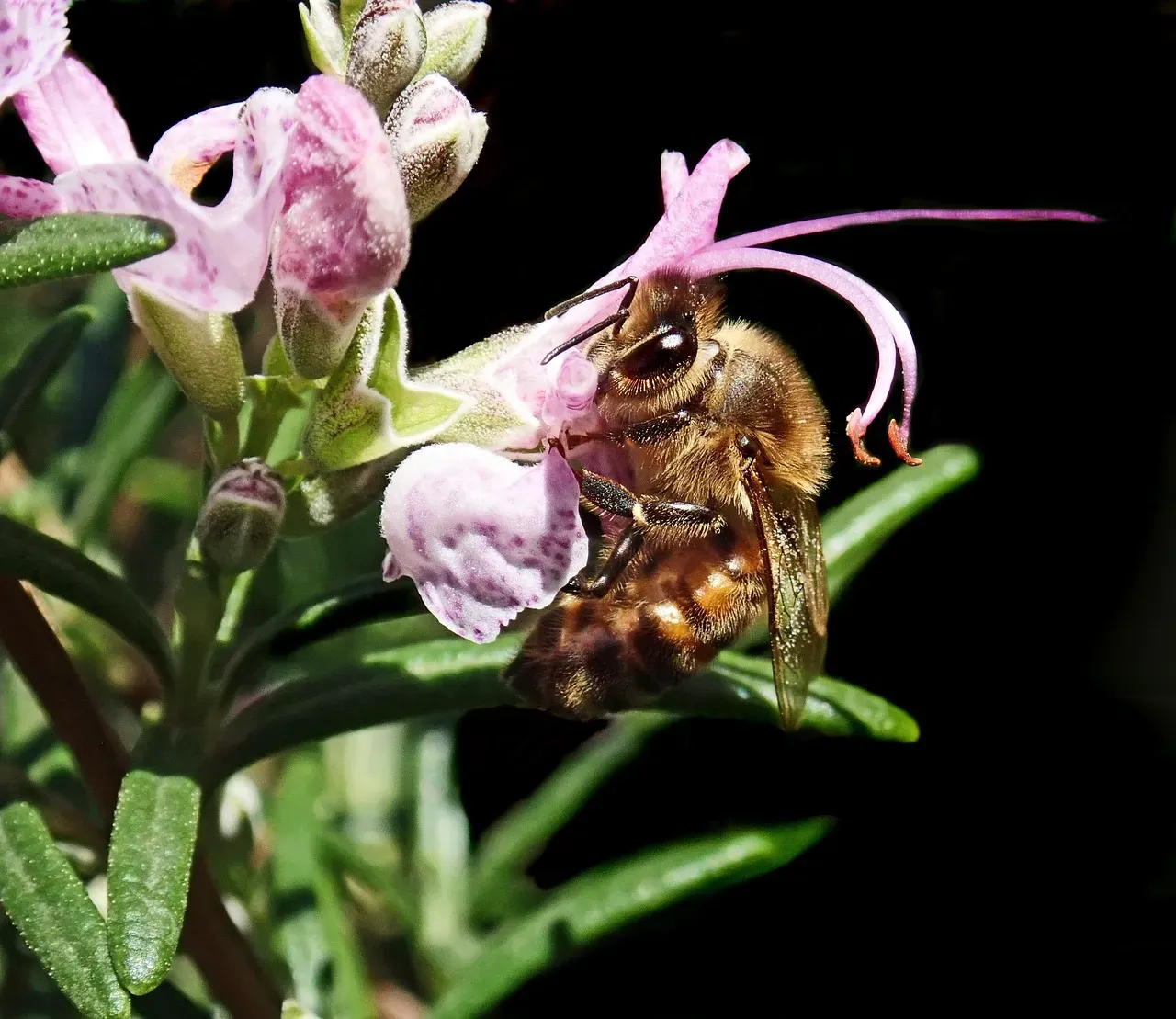 Rosemary: Year-Round Interest With a Bee Bonus (Image Credits: Pixabay)