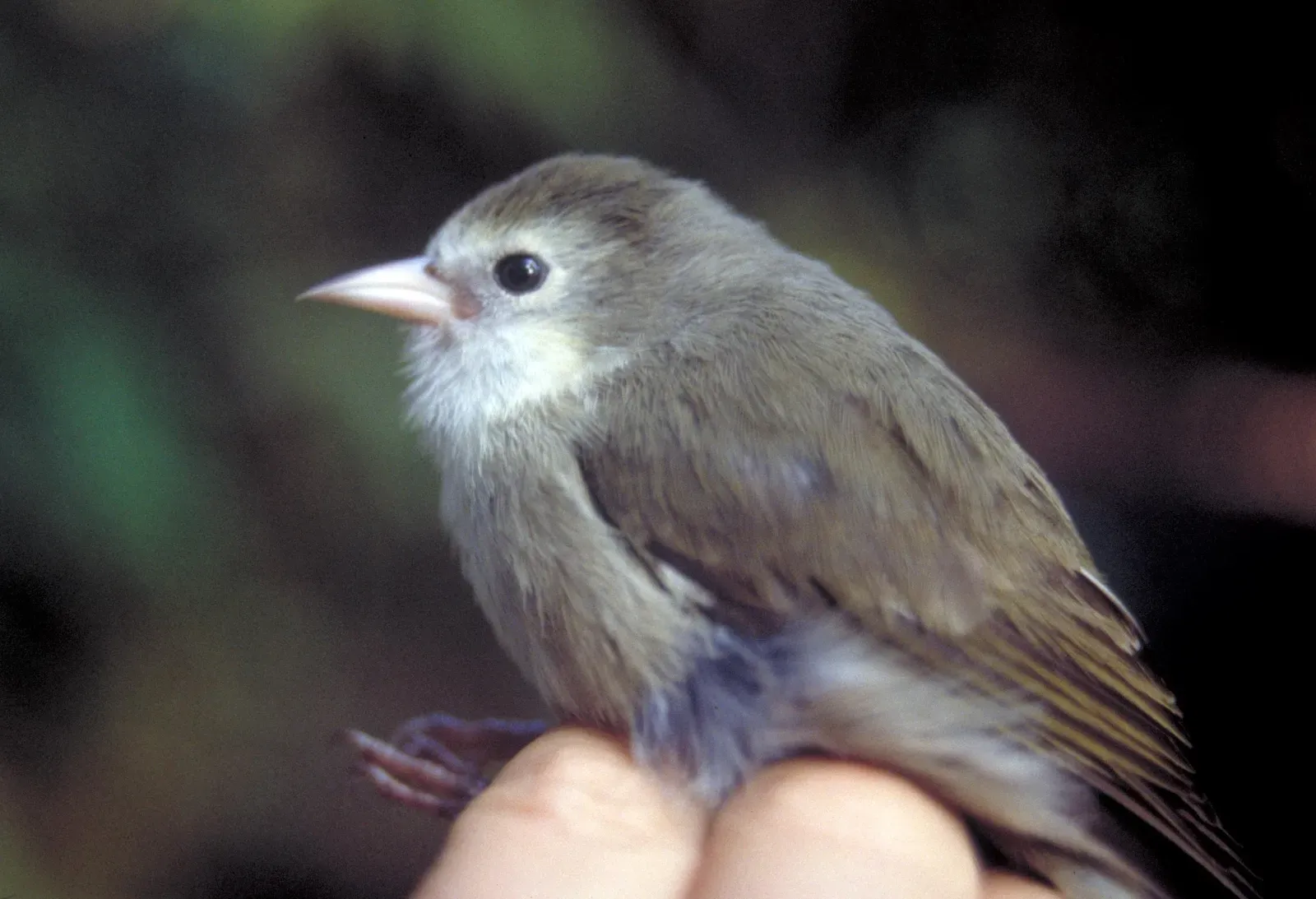 A Bird That Lived Only in One Place on Earth (By Photographer: Carter Atkinson, USGS, Public domain)