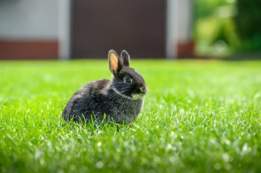Aquarius: The Rabbit's Intuitive Abundance (Image Credits: Unsplash)