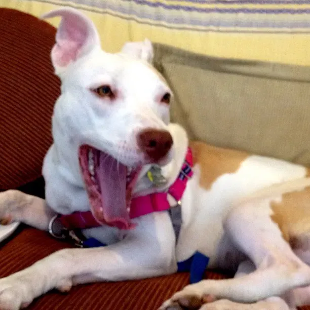 Facial Cues: Yawning, Lip-Licking, and the "Guilty" Look (Steven-L-Johnson, Flickr, CC BY 2.0)
