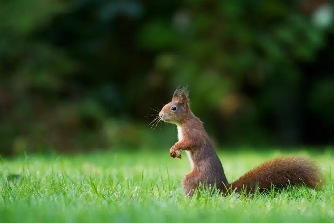#9. Individual Ground Squirrels Have Recognizable "Voice Signatures" (Image Credits: Unsplash)