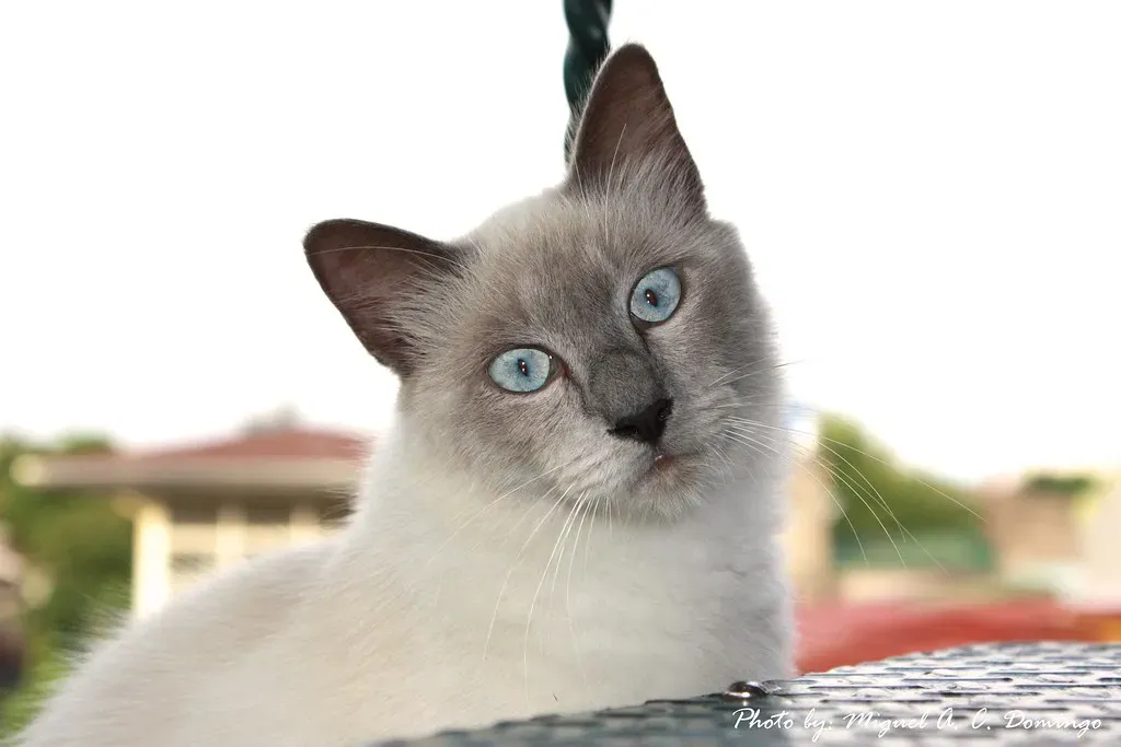 Birman: The Intuitive Companion With Sacred Roots (Image Credits: Flickr)
