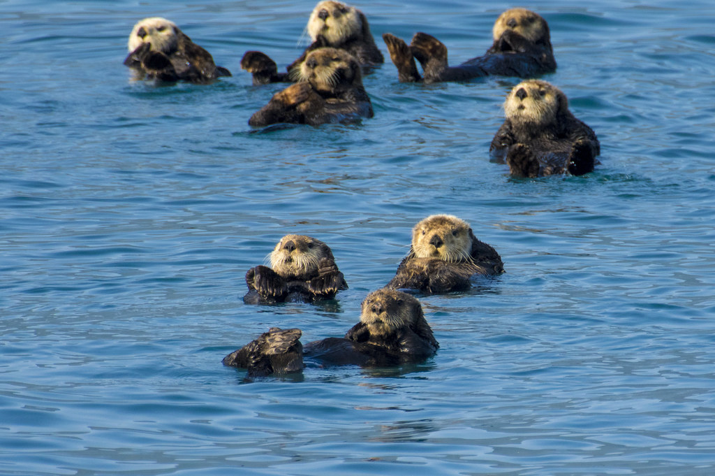 Future Research and Conservation Implications (Image Credits: Flickr)