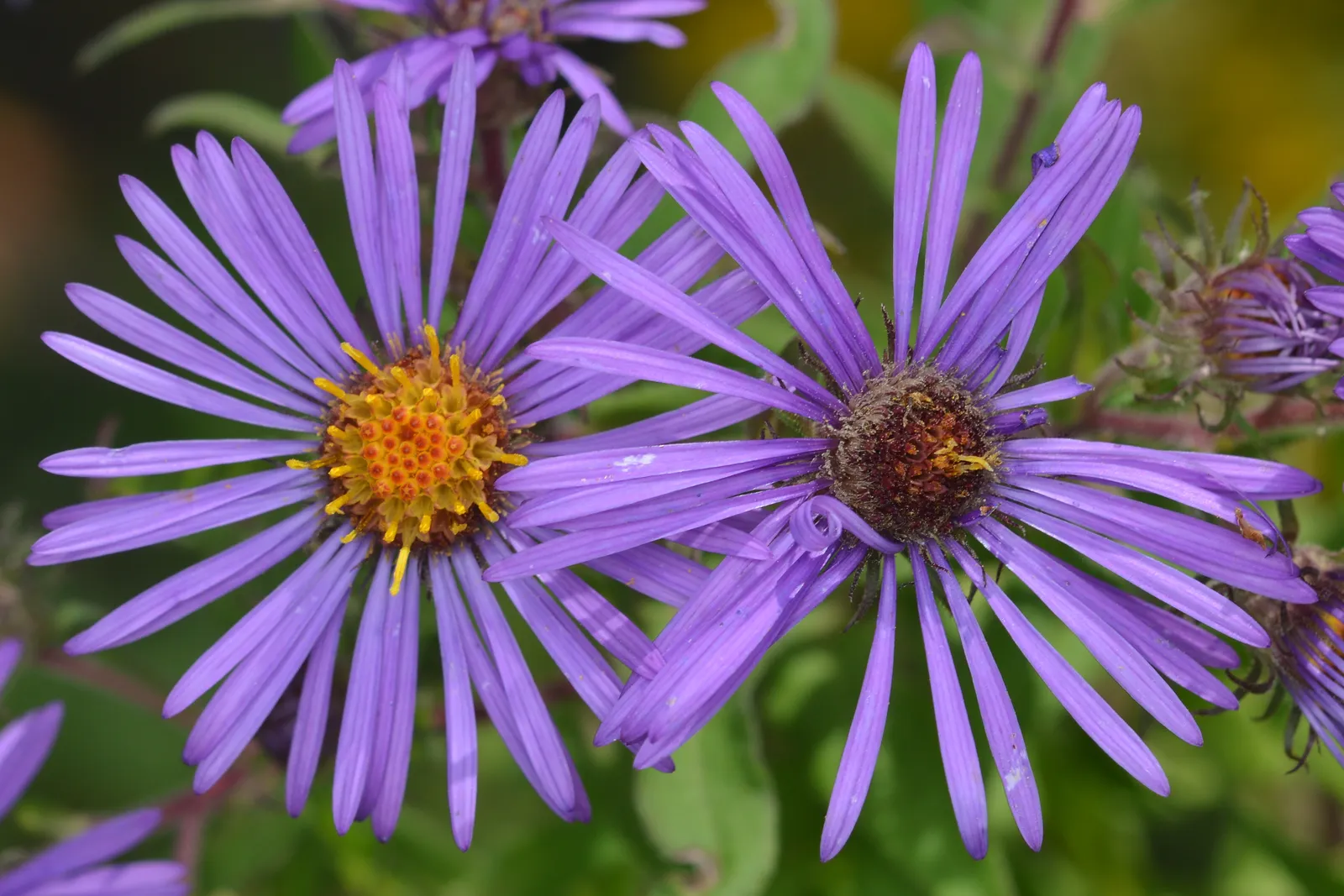 #6 New England Aster (Symphyotrichum novae-angliae) (By Ryan Hodnett, CC BY-SA 4.0)