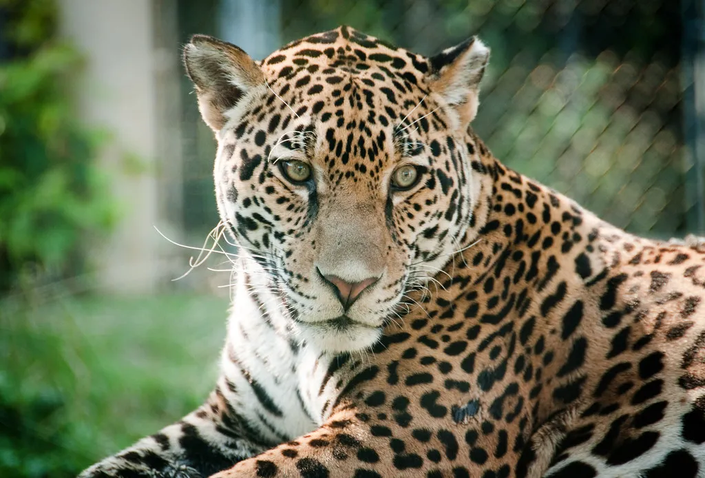 El Jefe: The Phantom of the Santa Ritas (Eric Kilby, Flickr, CC BY-SA 2.0)
