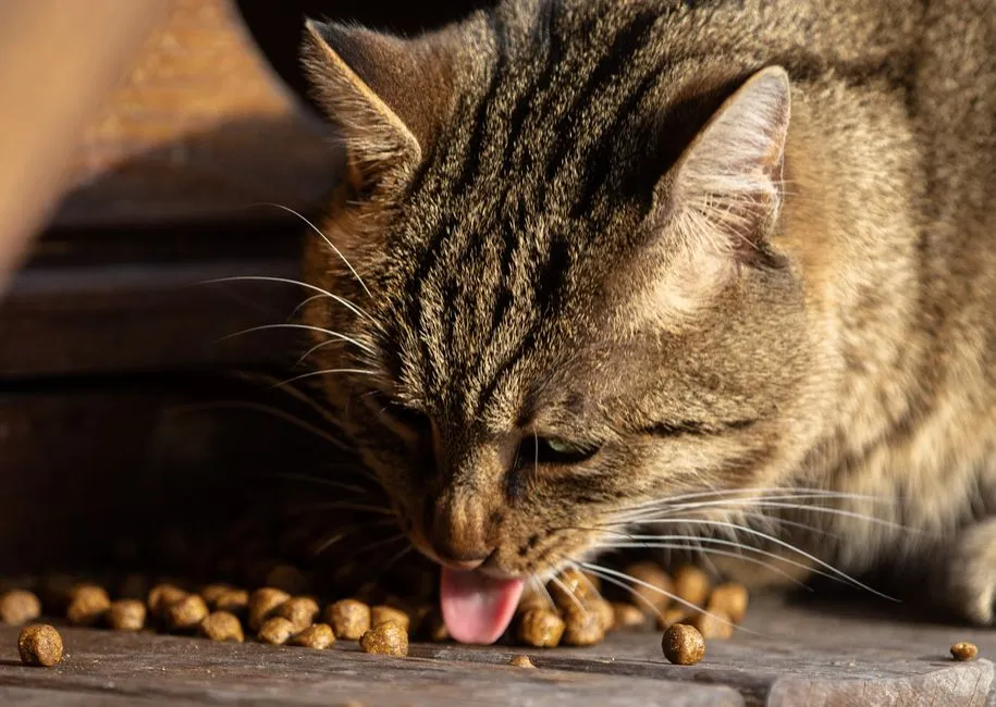 #14 - Ash-Heavy "Generic" Kibble All Day, Every Day (Image Credits: Pexels)