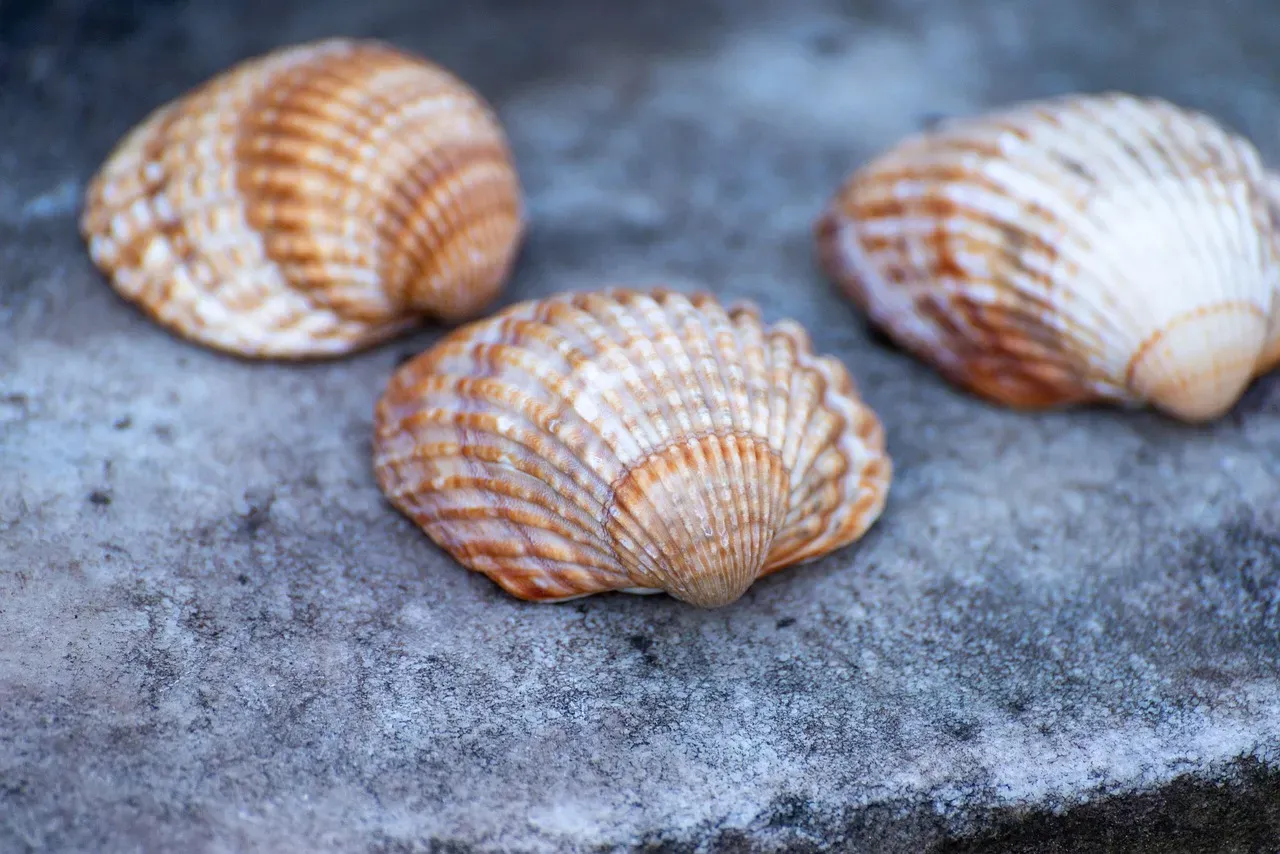 The Ocean Quahog Clam: A Five Century Survivor (Image Credits: Pixabay)