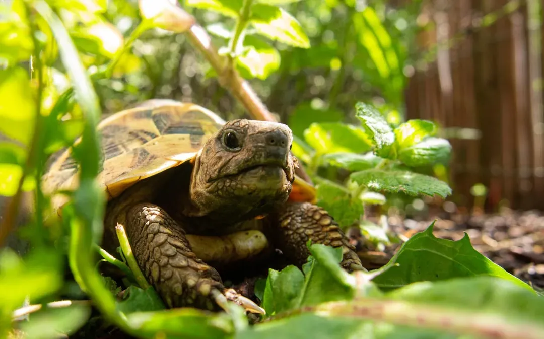 Conservation Efforts Bringing Hope (Image Credits: Unsplash)