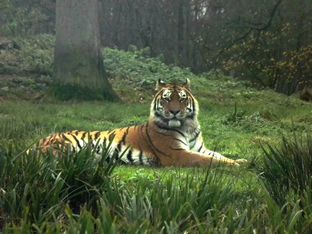 Tigers: Solitary Stalkers Supreme (Image Credits: Flickr)