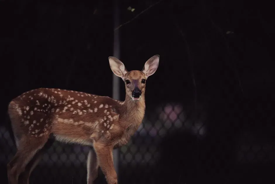 Deer Are Actively Learning Your Schedule (Image Credits: Pexels)