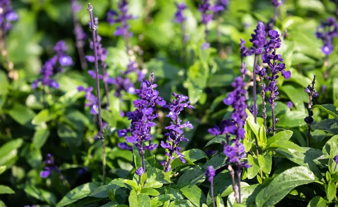 Autumn Sage (Salvia greggii) (Image Credits: Unsplash)