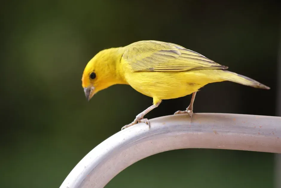 2. The Canary or Finch - Taurus's Ideal Feathered Companion (Image Credits: Pexels)