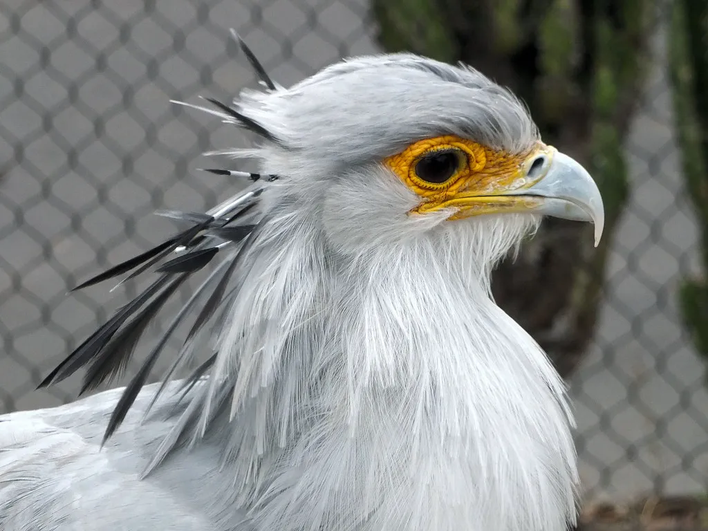 6. They Use Their Wings as Shields and Balance Bars (Keith Roper, Flickr, CC BY 2.0)