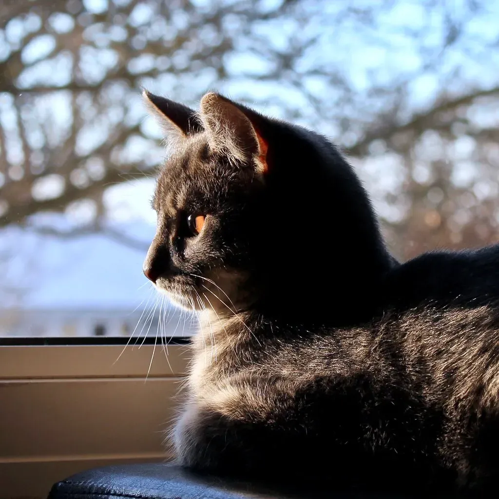 Give Them Vertical Space and Window Views (Image Credits: Flickr)