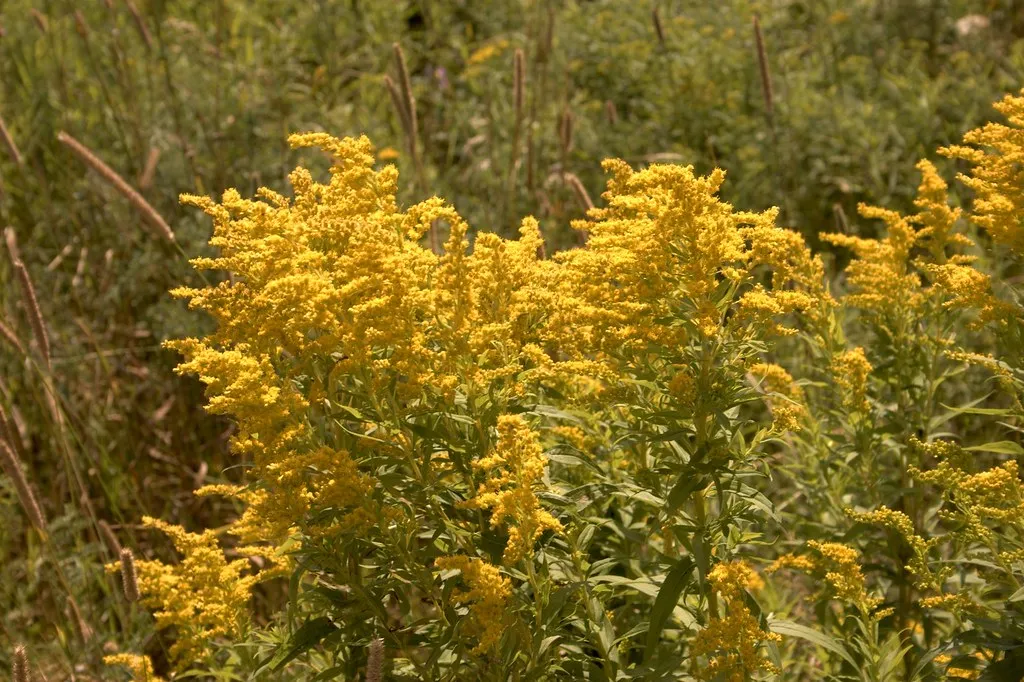 11. Goldenrod (Solidago species) &ndash; Late-Season Powerhouse, Not a Villain (Martin Cathrae, Flickr, CC BY-SA 2.0)