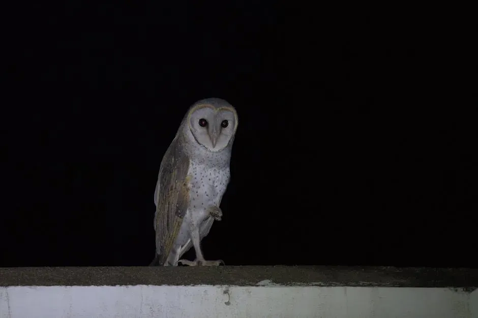 Eyes Built for the Dark (Image Credits: Pexels)