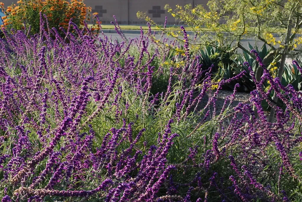 Native Sages (Salvia apiana, S. mellifera, S. clevelandii) (tracie7779, Flickr, CC BY-SA 2.0)