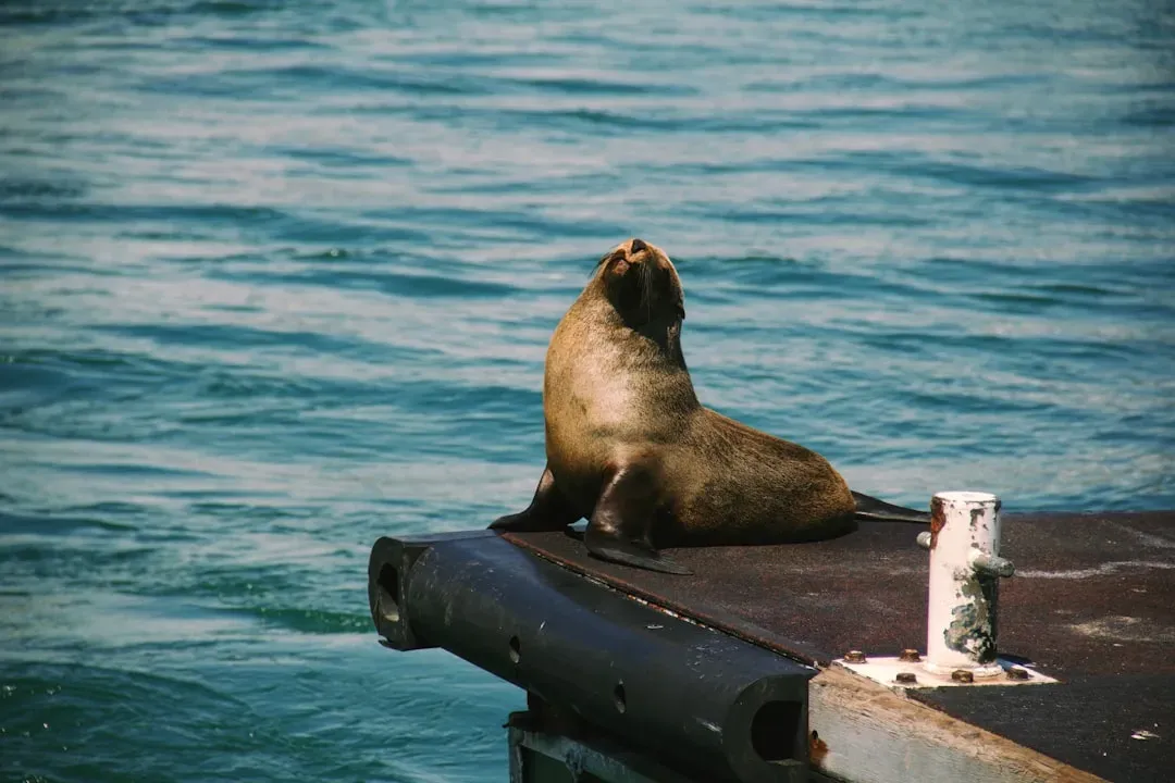 4. Sea Lion: Keeping Suicide Survivor Afloat (Image Credits: Unsplash)