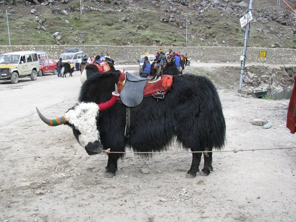 Taurus: The Yak (Image Credits: Flickr)