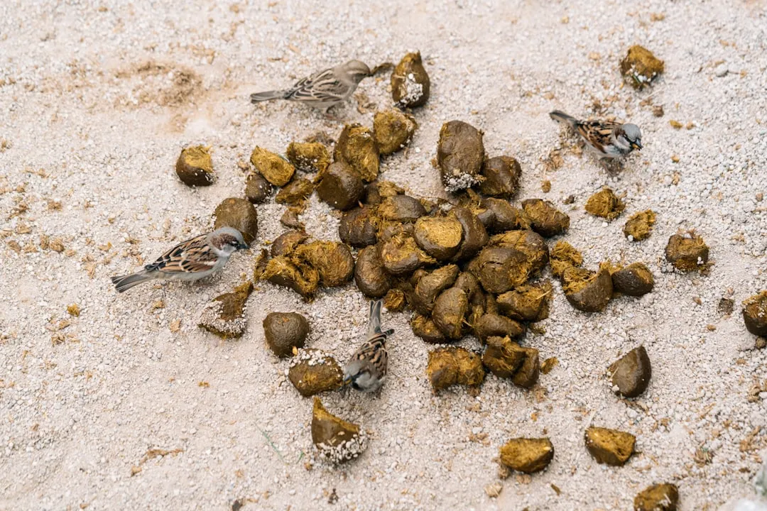 3. Scat and Droppings (Image Credits: Unsplash)