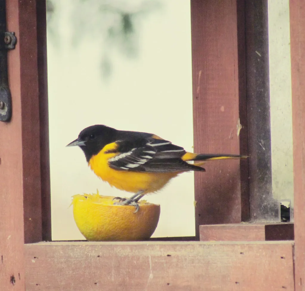 Use Color and Feeder Design to Catch Their Eye (katerha, Flickr, CC BY 2.0)