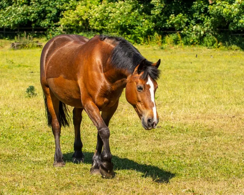 #7 - Hoof Heat, Digital Pulse, and Tiny Laminitis Clues (Image Credits: Pexels)