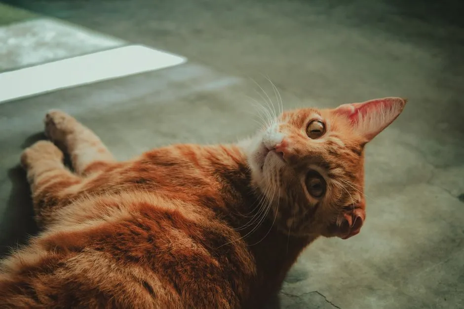 What This Means for Your Bond With Your Cat (Image Credits: Pexels)