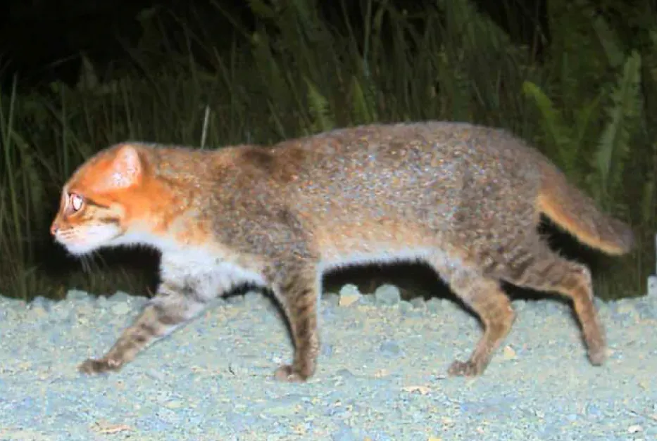 What Exactly Is the Flat-Headed Cat, and Why Is It So Incredibly Hard to Find? (Image Credits: Wikimedia)