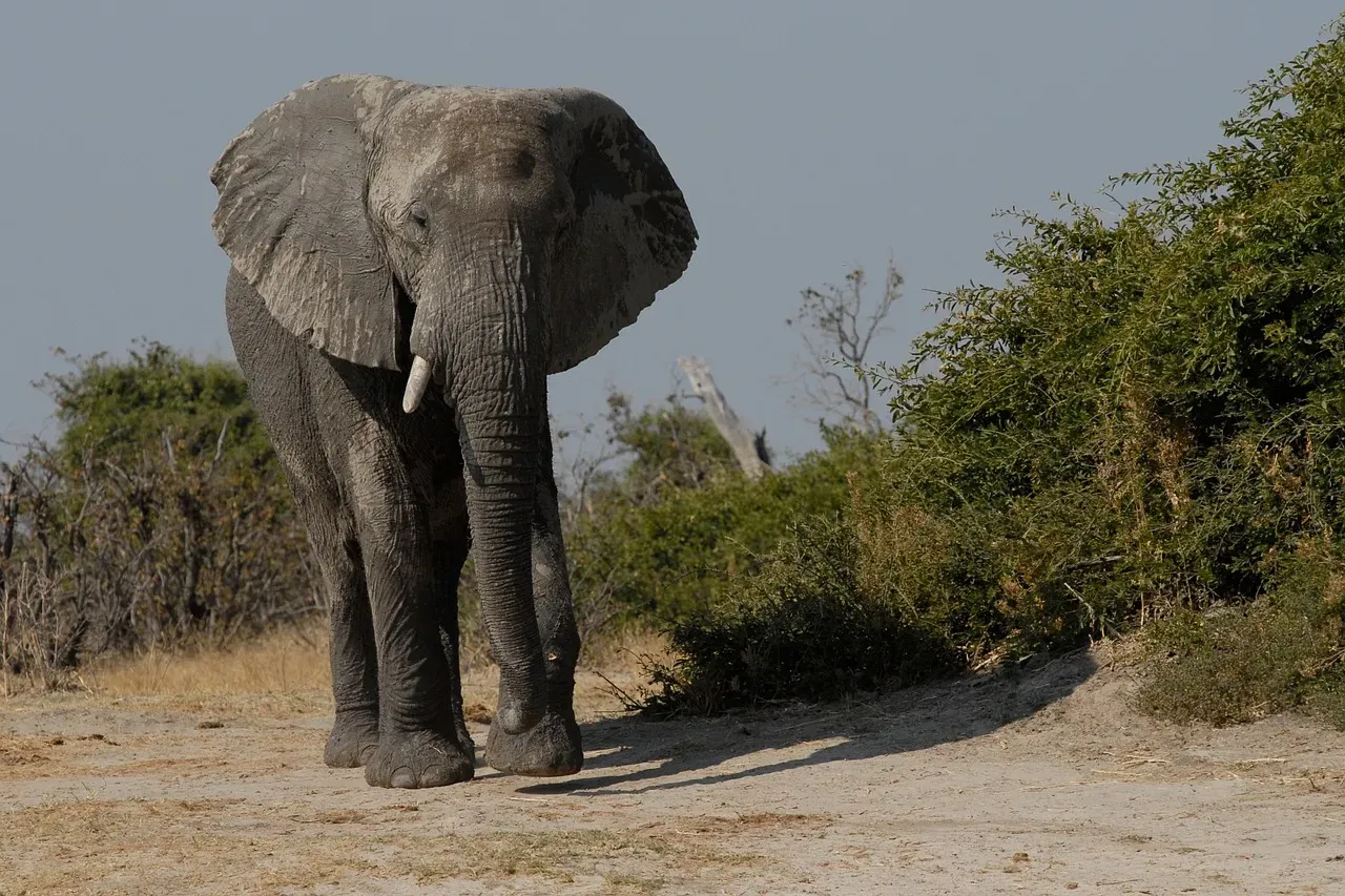 Taurus: The Bull Embodies The Elephant (Image Credits: Pixabay)