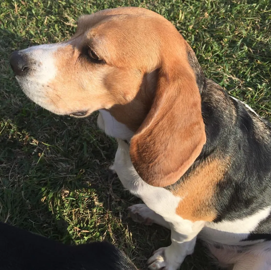 6. Beagle: Hunting Heritage, But Not Harsh-Weather Proof (By Floodmfx, CC BY-SA 4.0)
