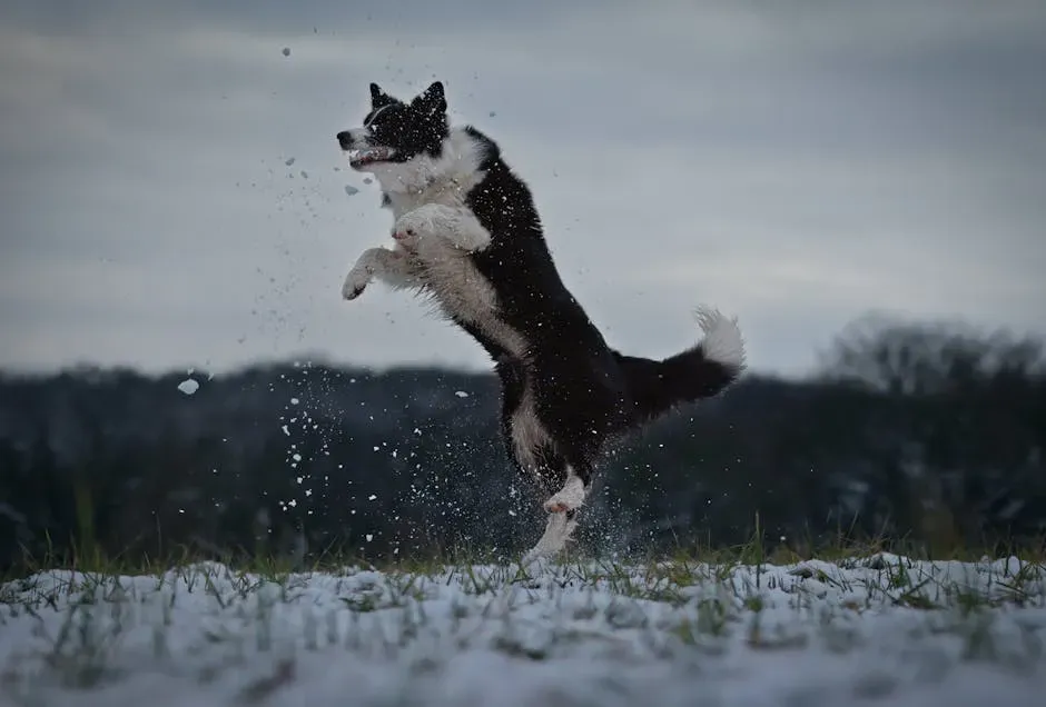 1. Border Collie (Image Credits: Pexels)