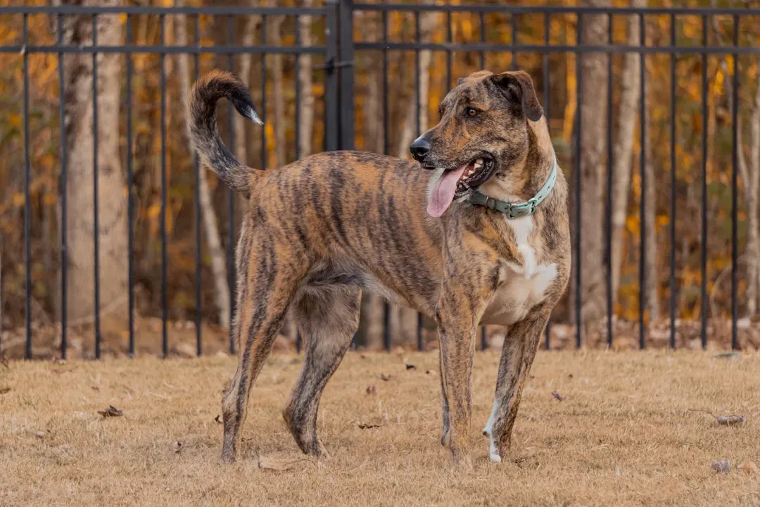 Brindle Boxer: The Tiger-Striped Athlete (Image Credits: Unsplash)