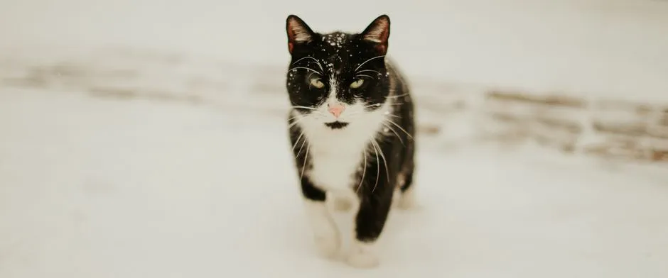 #7 - Cold Ears and Ice-Cold Paw Pads (Image Credits: Pexels)