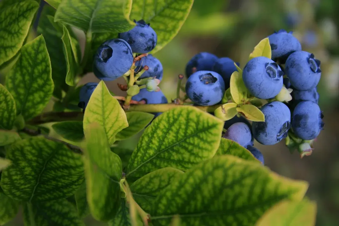 Highbush Blueberry (Vaccinium corymbosum) (Image Credits: Unsplash)