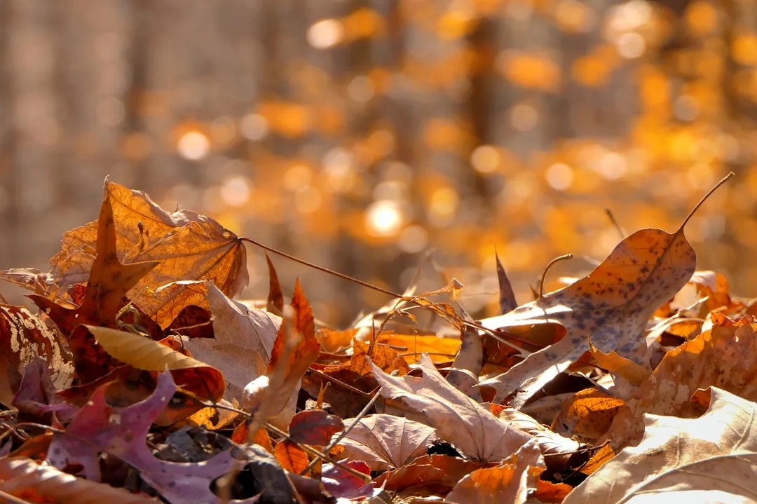 #2 - Slippery Wet Leaves Are a Hidden Fall-Hazard for Senior Dogs (Image Credits: Unsplash)
