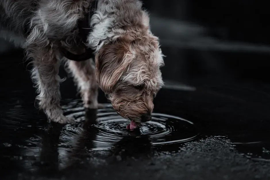 2 &ndash; Ensure Proper Hydration (Image Credits: Pexels)