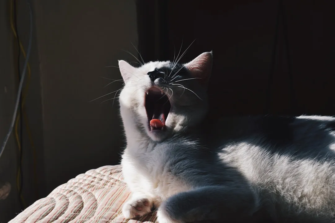 #1 Excessive or unusual meowing (Image Credits: Unsplash)