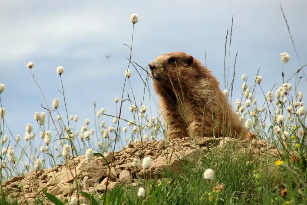 Olympic Marmot: Washington's Whistling Rock Dweller (Image Credits: Flickr)