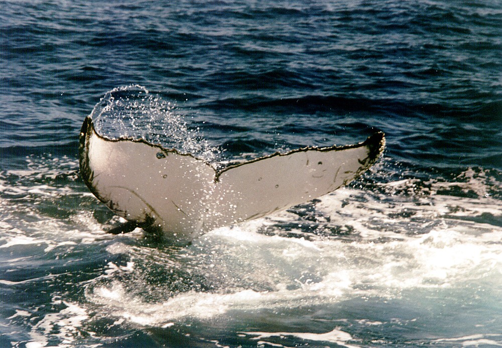 Whale and Dolphin Communication Systems More Complex Than Human Language (Image Credits: Flickr)